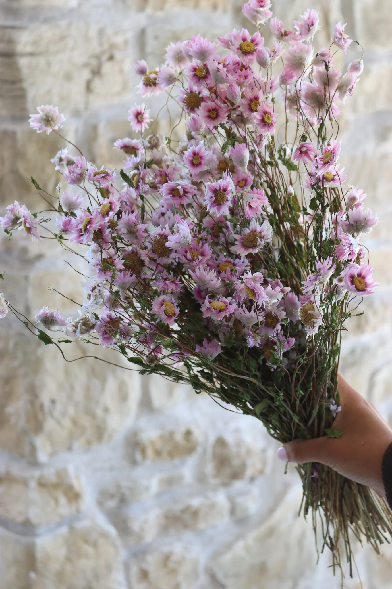 Dried Pink Rhodanthe - Image 2