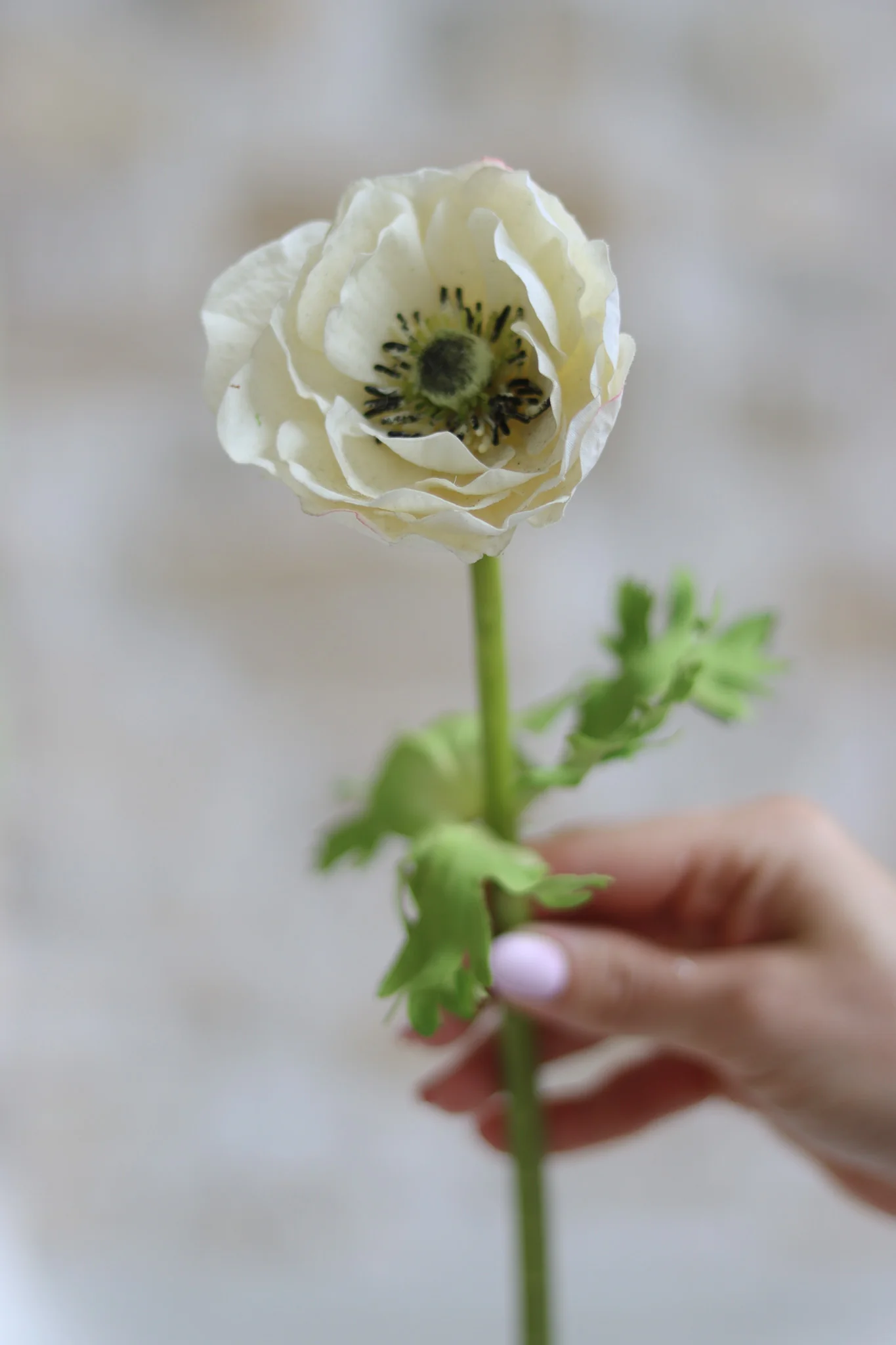 Faux Flowers –  Off White Anemone - Image 3