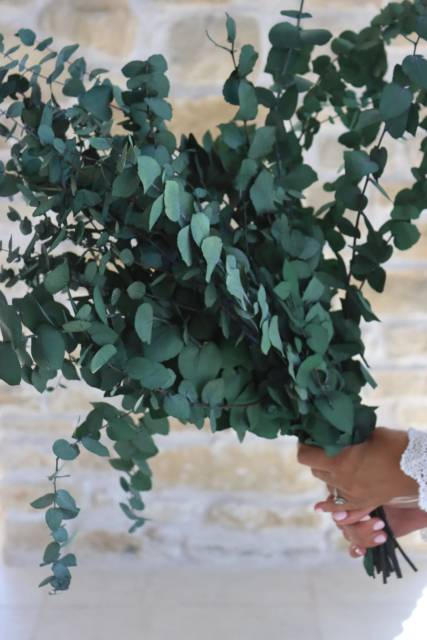 Preserved Dark Green Eucalyptus